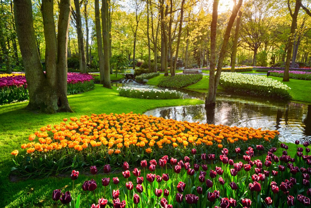 Keukenhof Tulip Park Holland