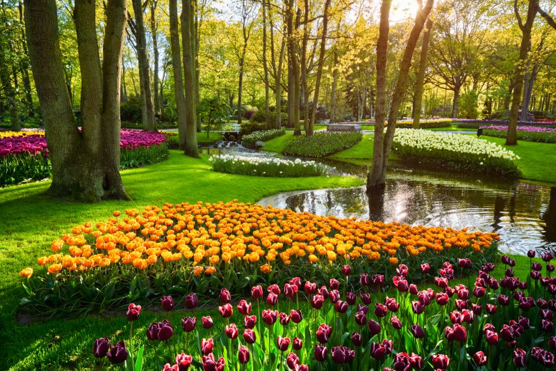 Keukenhof Tulip Park near Amsterdam 2024 Enjoy the Dutch Countryside