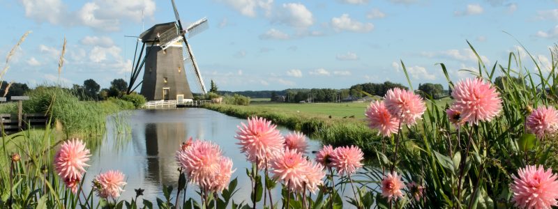 Landscape in Holland with a windmill pink dahlia flowers and a canal.