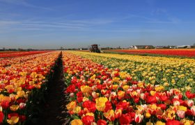 Flower Fields Holland