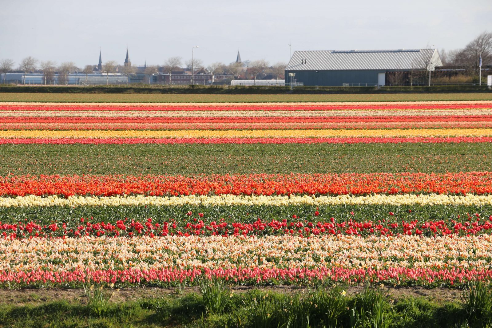 Tulip Festival Holland Dutch Countryside